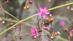 Talinum paniculatum