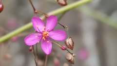 Talinum paniculatum