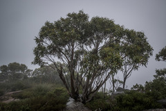 Eucalyptus pauciflora parvifructa