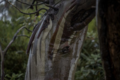 Eucalyptus pauciflora parvifructa