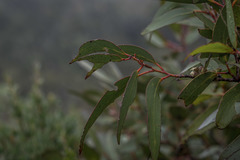 Eucalyptus pauciflora parvifructa