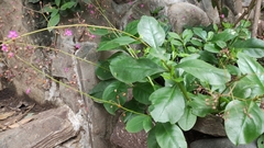 Talinum paniculatum