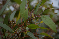Eucalyptus pauciflora parvifructa