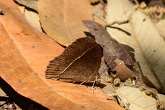 Mycalesis lepcha