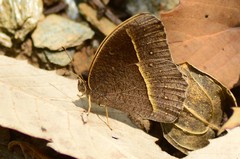 Mycalesis lepcha