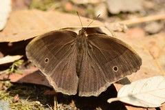 Mycalesis lepcha