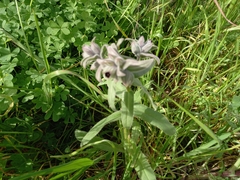 Nonea vesicaria