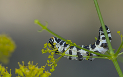 Papilio alexanor