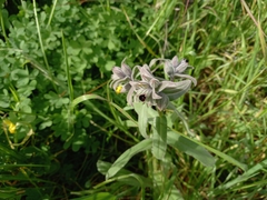 Nonea vesicaria