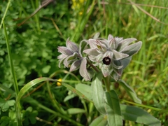 Nonea vesicaria