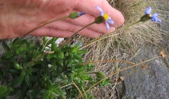 Felicia bellidioides