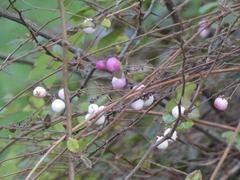 Symphoricarpos × chenaultii