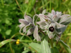 Nonea vesicaria