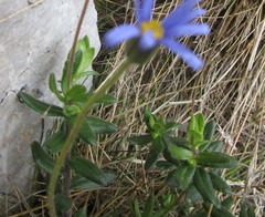 Felicia bellidioides
