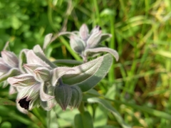 Nonea vesicaria
