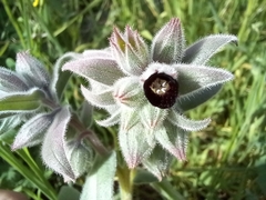Nonea vesicaria