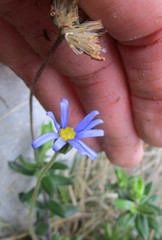 Felicia bellidioides