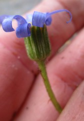 Felicia bellidioides