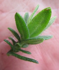 Felicia bellidioides