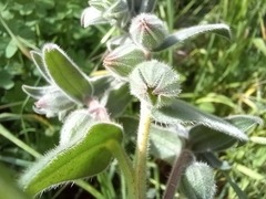 Nonea vesicaria