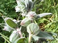 Nonea vesicaria