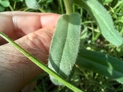 Nonea vesicaria