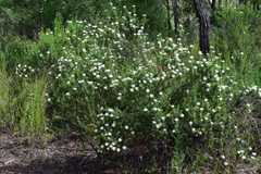 Olearia curticoma