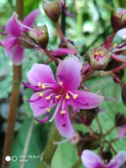 Tigridiopalma magnifica