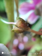 Tigridiopalma magnifica