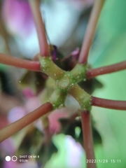 Tigridiopalma magnifica