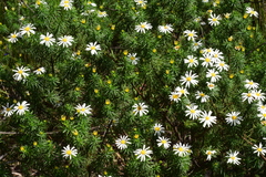 Olearia curticoma