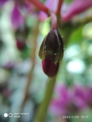 Tigridiopalma magnifica