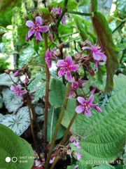 Tigridiopalma magnifica