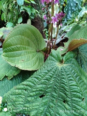 Tigridiopalma magnifica