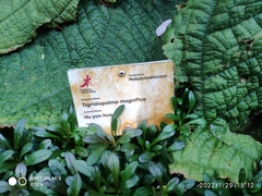 Tigridiopalma magnifica