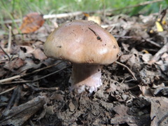 Cortinarius praestans