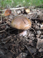 Cortinarius praestans