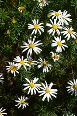 Olearia curticoma