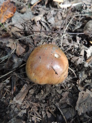 Cortinarius praestans