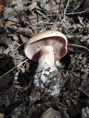 Cortinarius praestans