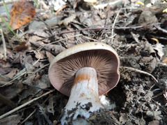 Cortinarius praestans