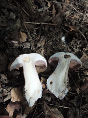 Cortinarius praestans