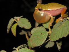 Dendropsophus rubicundulus