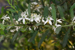 Philotheca trachyphylla