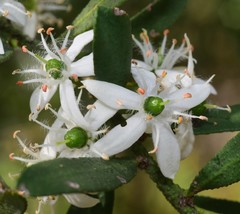 Philotheca trachyphylla