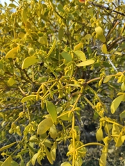 Viscum cruciatum
