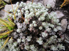 Helichrysum saxicola
