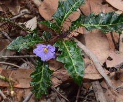 Solanum pungetium