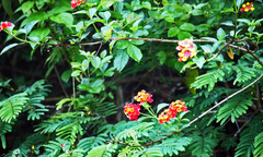 Lantana hirta