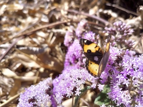 African Yellow Pansy